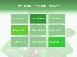 Peperomia Leaves Leafs PowerPoint Template
