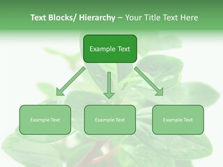 Peperomia Leaves Leafs PowerPoint Template