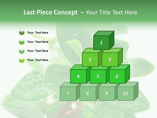 Peperomia Leaves Leafs PowerPoint Template