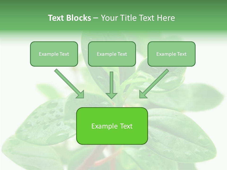 Peperomia Leaves Leafs PowerPoint Template