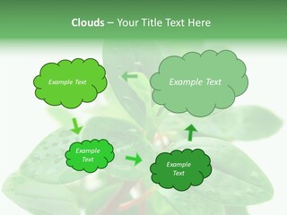 Peperomia Leaves Leafs PowerPoint Template