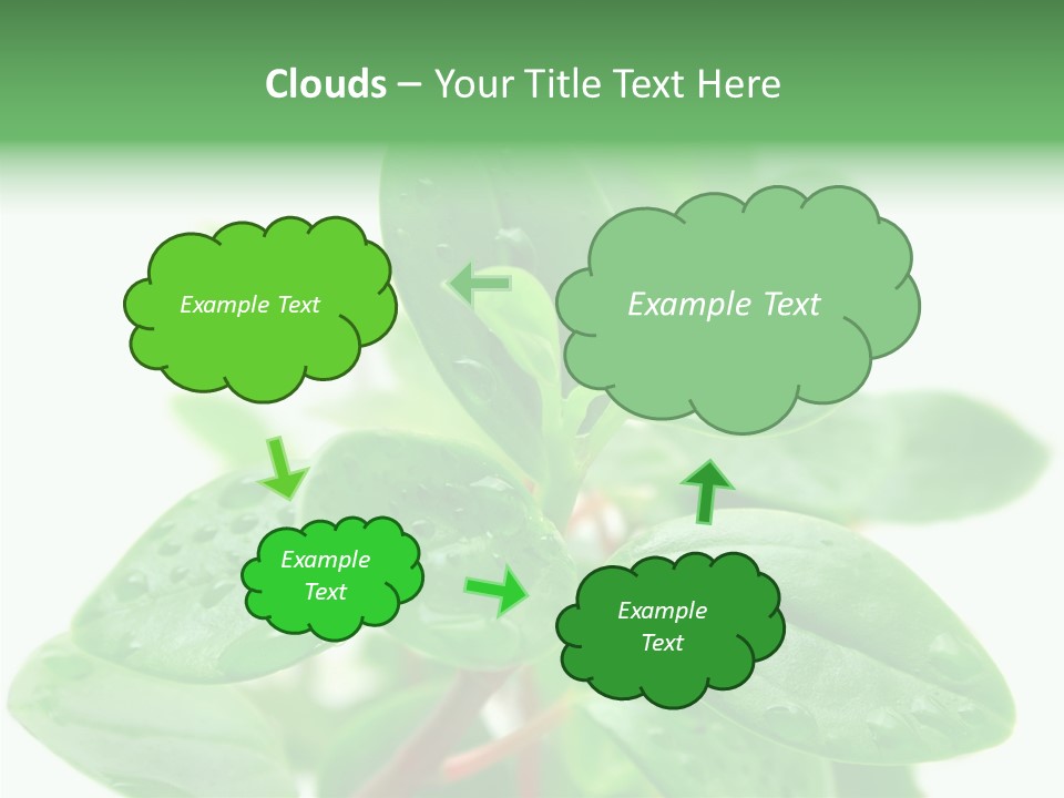 Peperomia Leaves Leafs PowerPoint Template