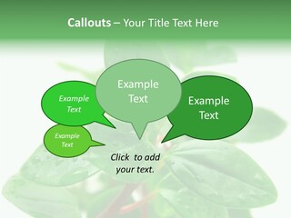 Peperomia Leaves Leafs PowerPoint Template