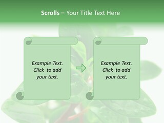 Peperomia Leaves Leafs PowerPoint Template