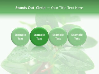 Peperomia Leaves Leafs PowerPoint Template