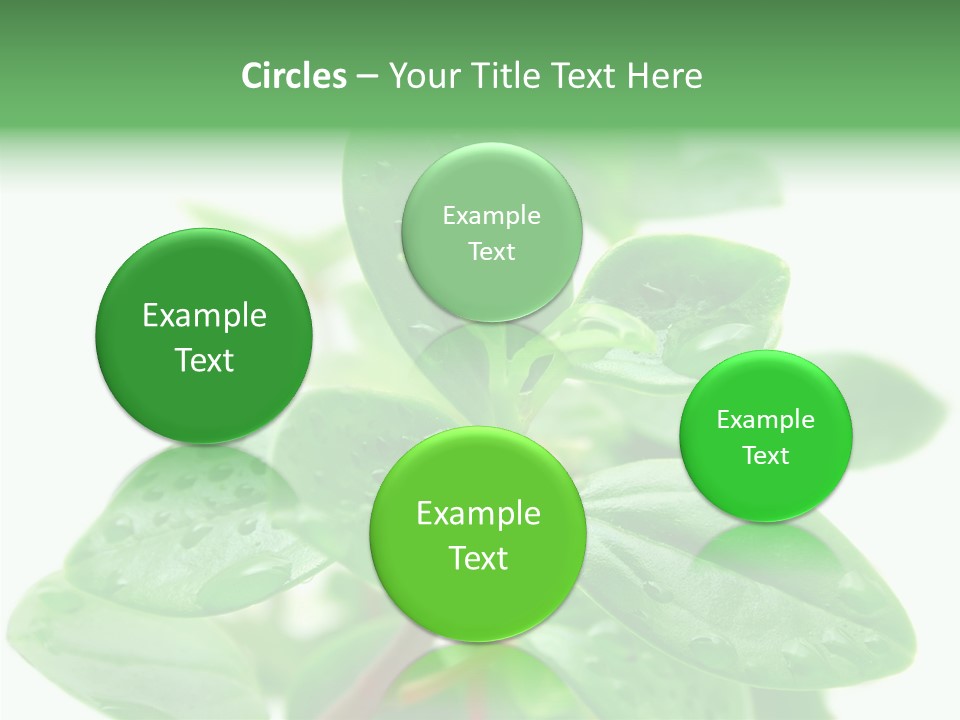 Peperomia Leaves Leafs PowerPoint Template