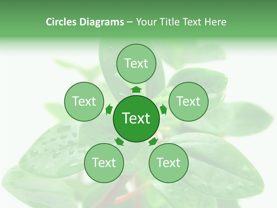 Peperomia Leaves Leafs PowerPoint Template