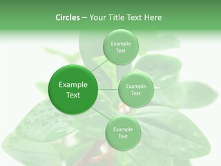 Peperomia Leaves Leafs PowerPoint Template