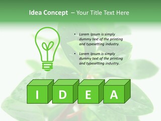 Peperomia Leaves Leafs PowerPoint Template