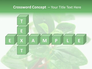 Peperomia Leaves Leafs PowerPoint Template