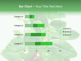 Peperomia Leaves Leafs PowerPoint Template