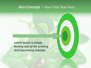 Peperomia Leaves Leafs PowerPoint Template
