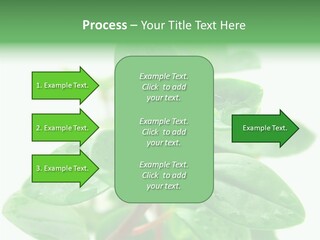 Peperomia Leaves Leafs PowerPoint Template