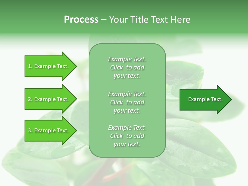 Peperomia Leaves Leafs PowerPoint Template