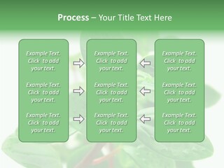 Peperomia Leaves Leafs PowerPoint Template