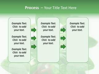 Peperomia Leaves Leafs PowerPoint Template