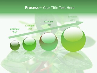 Peperomia Leaves Leafs PowerPoint Template