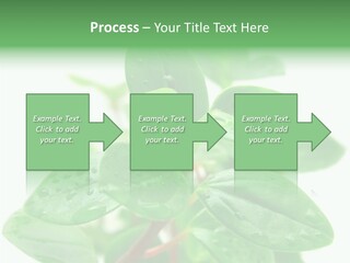 Peperomia Leaves Leafs PowerPoint Template