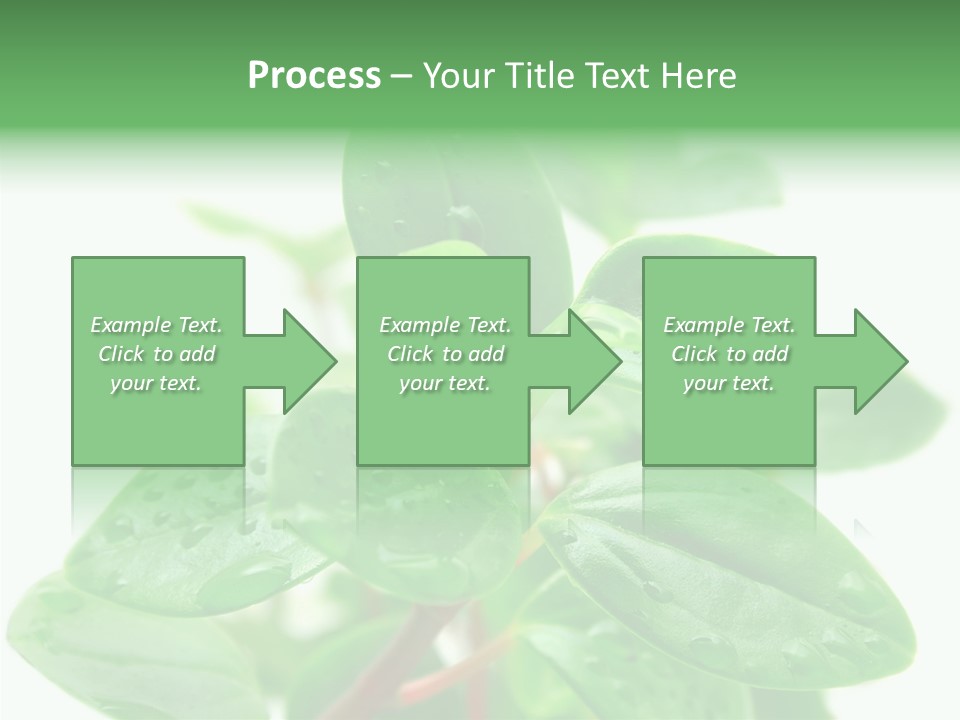 Peperomia Leaves Leafs PowerPoint Template
