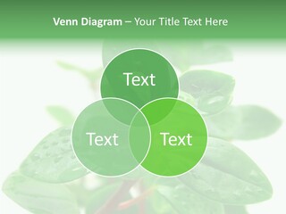 Peperomia Leaves Leafs PowerPoint Template