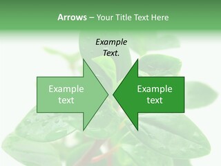 Peperomia Leaves Leafs PowerPoint Template