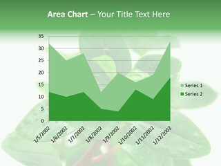 Peperomia Leaves Leafs PowerPoint Template