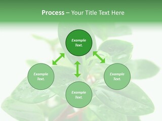 Peperomia Leaves Leafs PowerPoint Template