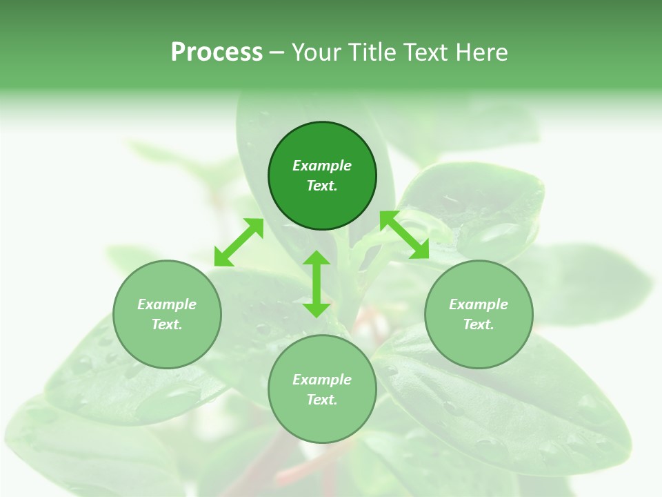 Peperomia Leaves Leafs PowerPoint Template