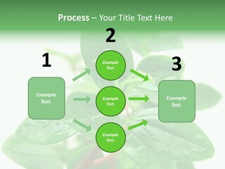 Peperomia Leaves Leafs PowerPoint Template