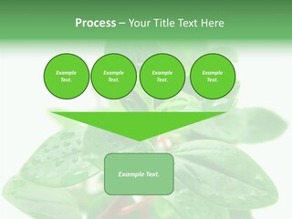 Peperomia Leaves Leafs PowerPoint Template