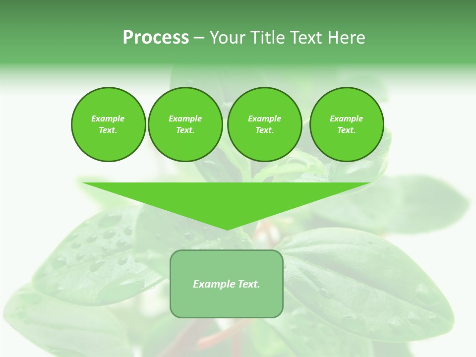 Peperomia Leaves Leafs PowerPoint Template