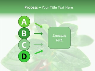 Peperomia Leaves Leafs PowerPoint Template