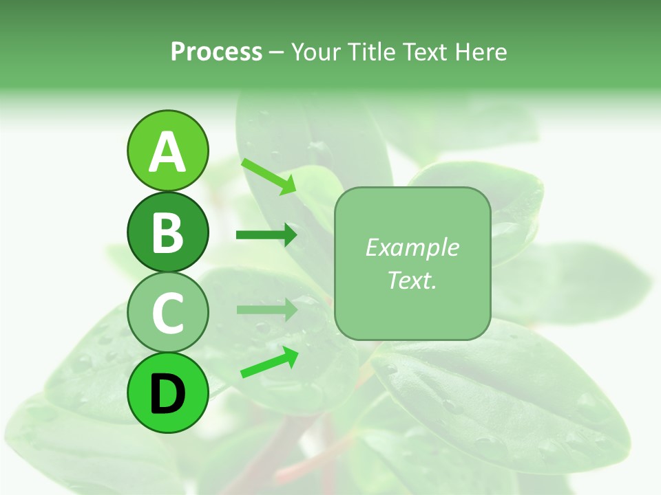 Peperomia Leaves Leafs PowerPoint Template