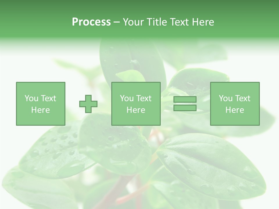 Peperomia Leaves Leafs PowerPoint Template