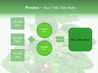 Peperomia Leaves Leafs PowerPoint Template