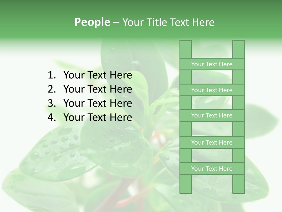 Peperomia Leaves Leafs PowerPoint Template