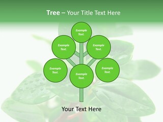 Peperomia Leaves Leafs PowerPoint Template