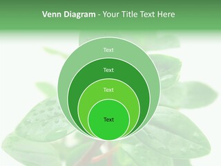 Peperomia Leaves Leafs PowerPoint Template
