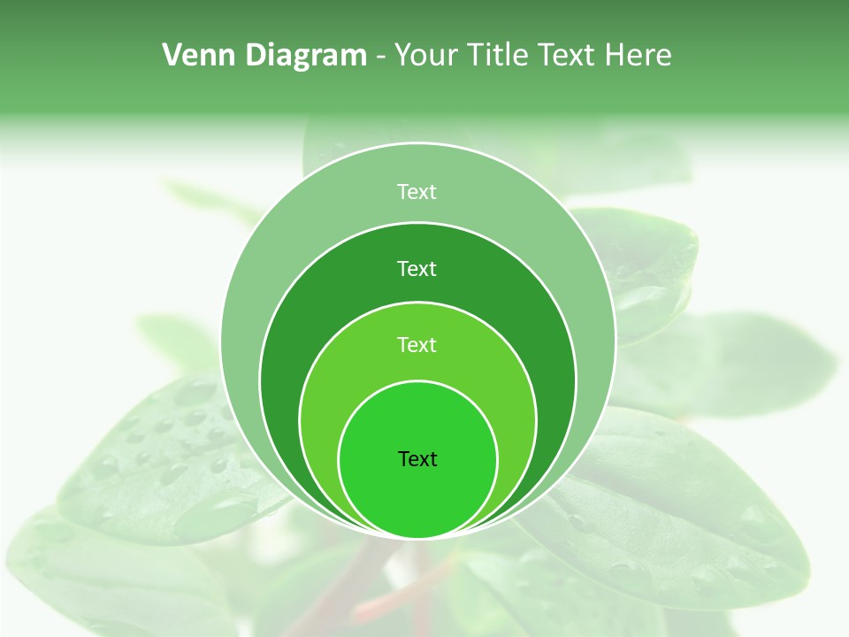 Peperomia Leaves Leafs PowerPoint Template