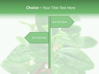 Peperomia Leaves Leafs PowerPoint Template