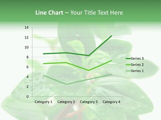 Peperomia Leaves Leafs PowerPoint Template
