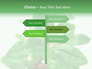 Peperomia Leaves Leafs PowerPoint Template