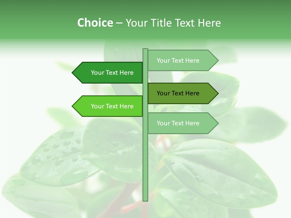 Peperomia Leaves Leafs PowerPoint Template