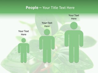 Peperomia Leaves Leafs PowerPoint Template