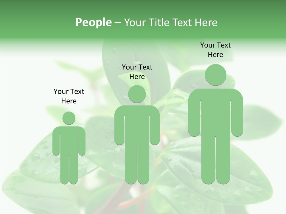 Peperomia Leaves Leafs PowerPoint Template