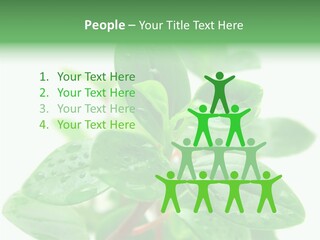 Peperomia Leaves Leafs PowerPoint Template