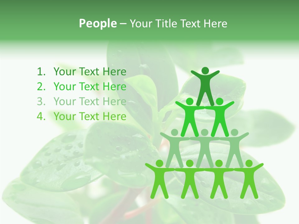 Peperomia Leaves Leafs PowerPoint Template