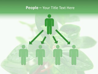 Peperomia Leaves Leafs PowerPoint Template