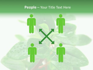 Peperomia Leaves Leafs PowerPoint Template