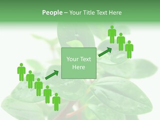 Peperomia Leaves Leafs PowerPoint Template